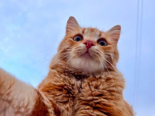 20 Weird and Unique Orange Cat Names