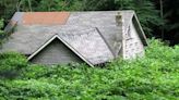 Fears as invasive plant that destroys homes spreads across the US