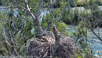 Brother and sister eaglets given ‘very fitting’ names in California nest. See them