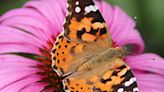 Mariposas carderas hacen historia al volar más de 4.000 kilómetros y cruzar el Atlántico en menos de ocho días