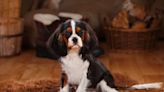 Are Cavalier King Charles Spaniels Good House Pets?