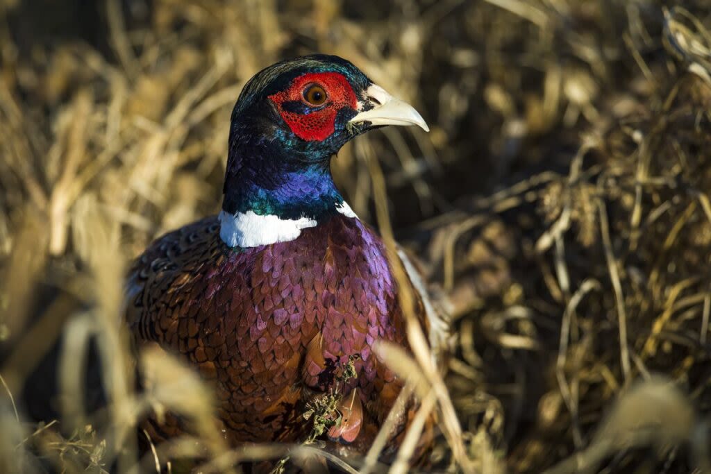 Commission dismisses calls to reinstate annual pheasant count