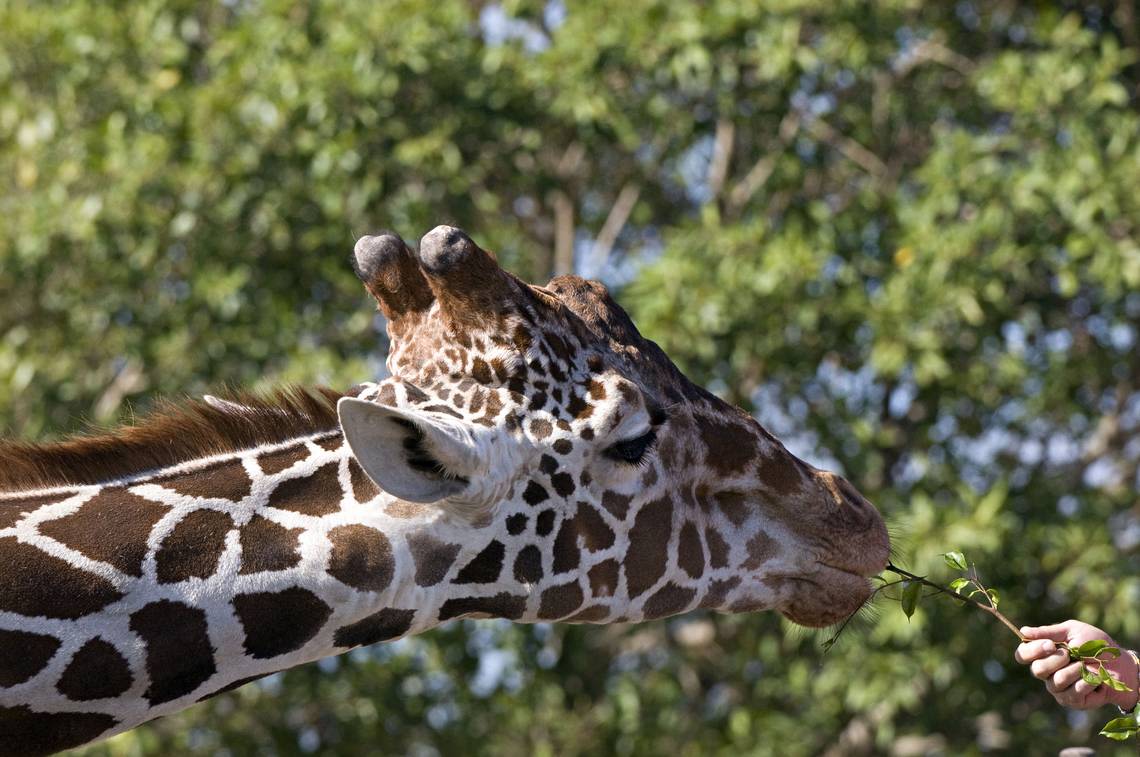 Focus on research: Female giraffes drove the evolution of long necks, new research suggests