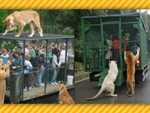 Fact Check: 'Reverse Zoo' in China Allegedly Cages Human Visitors and Lets Animals Roam Free