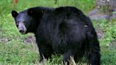 Black bear attacks Washington state woman who was letting dog out for a walk, officials say