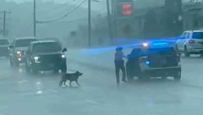 El emotivo rescate de Luna, cómo un oficial salvó a la perra en medio de un “diluvio”