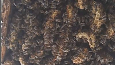 Shocking Video Shows 180,000 Bees Living In Bedroom Ceiling Of Scotland House