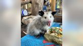 This blind opossum is Shelby Township nature center's newest member - and he needs a name