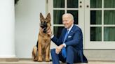 2 of Biden's dogs have been involved in biting incidents. Here's a timeline of Champ, Major, and Commander's life at the White House.