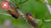 No, this isn’t the first time since 1803 that two broods of cicadas emerged at once