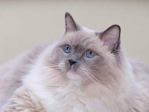 Ragdoll Cat Attending Pitbull Concert Gets Treated Like a Celebrity by Fans