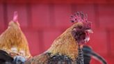 Más de 400,000 animales muertos por influenza aviar en América Latina