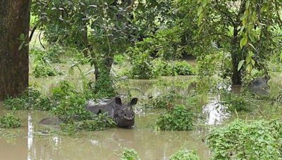 Assam floods: Kaziranga submerged; 8 animals killed, 44 rescued