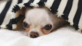 Senior Chihuahua Surrendered Because His 'Breath Stinks' Gets Most Loving Happy Ending