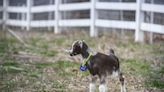 Creamy cheeses, treats and lots of love take center stage at this Louisville-area goat farm