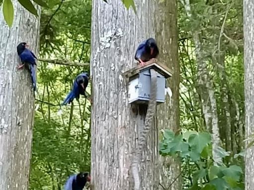 偷蛋不成慘遭圍攻！王錦蛇、台灣藍鵲生存戰 現場直擊 - 生活