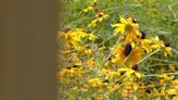 Farmington opens pollinator prairie which has over 40 kinds of wildflowers