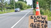 VIDEO: Slowing down for Canada geese