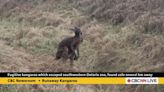 Kangaroo escapes Ontario zoo, hops loose through town