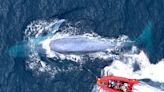 Orcas observed devouring the tongue of a blue whale just before it dies in first documented hunt of the largest animal on the planet