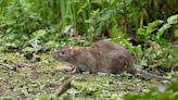 Rats are driven away for good from your garden with 5 plants they find repulsive