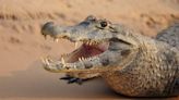 Scientists Dissect Mummified Crocodile and Find Surprising Final Meal in Stomach