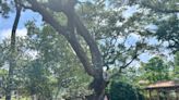 What’s the story behind this 800-year-old tree in Brunswick County? | MyReporter