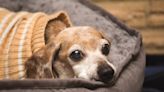 Bonded Dogs Who've Been at LA Shelter Over 400 Days Have Us Teary-Eyed