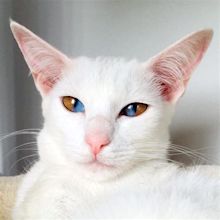 Meet This Stunning White Cat With Rare Genetic Condition That Has ...