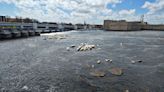 Sturgeon begin spawning again at De Pere dam