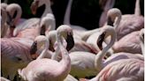 A Flamingo flock inspires hope: Have the rare birds returned to the Everglades for good?