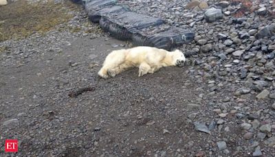 Polar bear likely drifts on iceberg from Greenland to Iceland, tragically shot dead