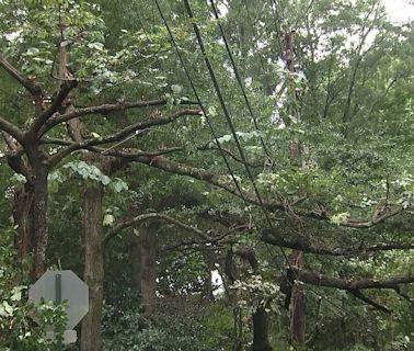 Atlanta homeowner wants electric company to pay, accusing tree trimmers of killing Dogwoods