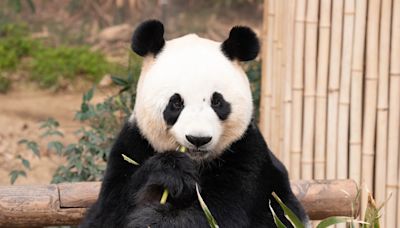 San Diego Zoo Announces Their Pandas’ Public Debut Date and It’s Right Around the Corner