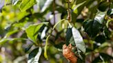 Don't Throw Away Cicada Carcasses in Your Yard—Use Them to Enrich Your Garden, Seriously!