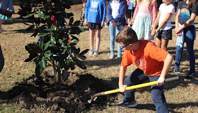 Planting trees in Mount Pleasant? This grant can help cover the cost.