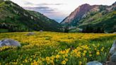 Alta Ski Area Prepares Over 12,000 Plants For Revegetation Initiative