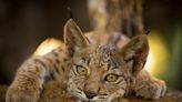 The Iberian lynx is back from the brink of extinction, thanks to conservation efforts