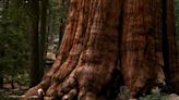 Is world's largest tree healthy? Giant Sequoia gets a check-up