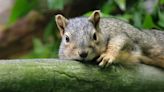 Baby squirrels are falling from trees? Experts point to effects of hurricane season