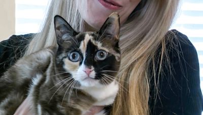 Utah cat found in Amazon warehouse a week after sneaking into a return box