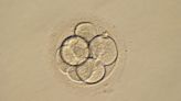 Proportion of NHS-funded IVF cycles lowest since 2008, says fertility regulator