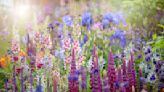 What to Plant to Make Your Garden Feel Magical — 6 "Fairytale" Plants for an Enchanting Woodland Look