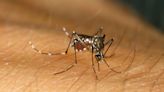 Over half of world’s population ‘could be at risk of mosquito-borne diseases’