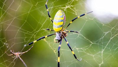 Las arañas Joro llegarían este verano a Nueva York y Nueva Jersey: lo que debes saber