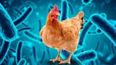 Gripe aviar en México: Esto debes saber sobre las causas y síntomas