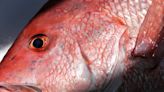 Mississippi’s 2024 Red Snapper season opening this week