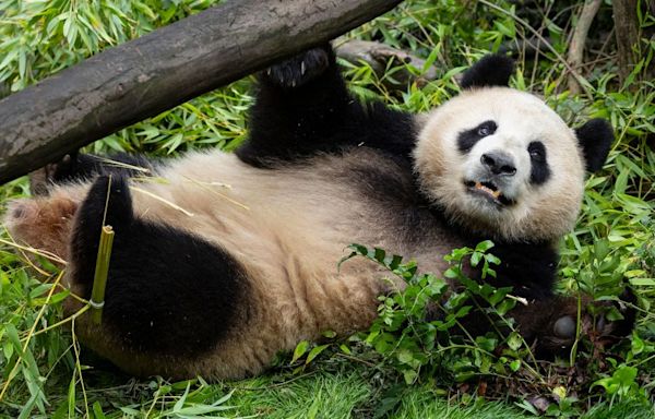 San Diego Zoo shares first look at new giant pandas following their arrival in US