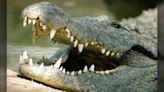 Man survives crocodile attack by prying its jaws off his head. How did he escape such a powerful bite?