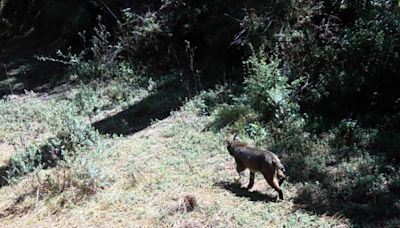 Cómo ver patos, búhos, arañas y otros animales silvestres en la CDMX